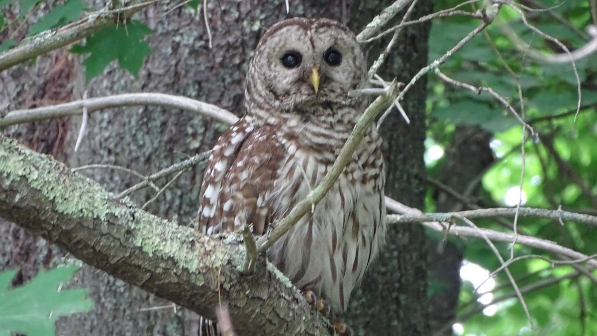 Barred Owl - ML620692058