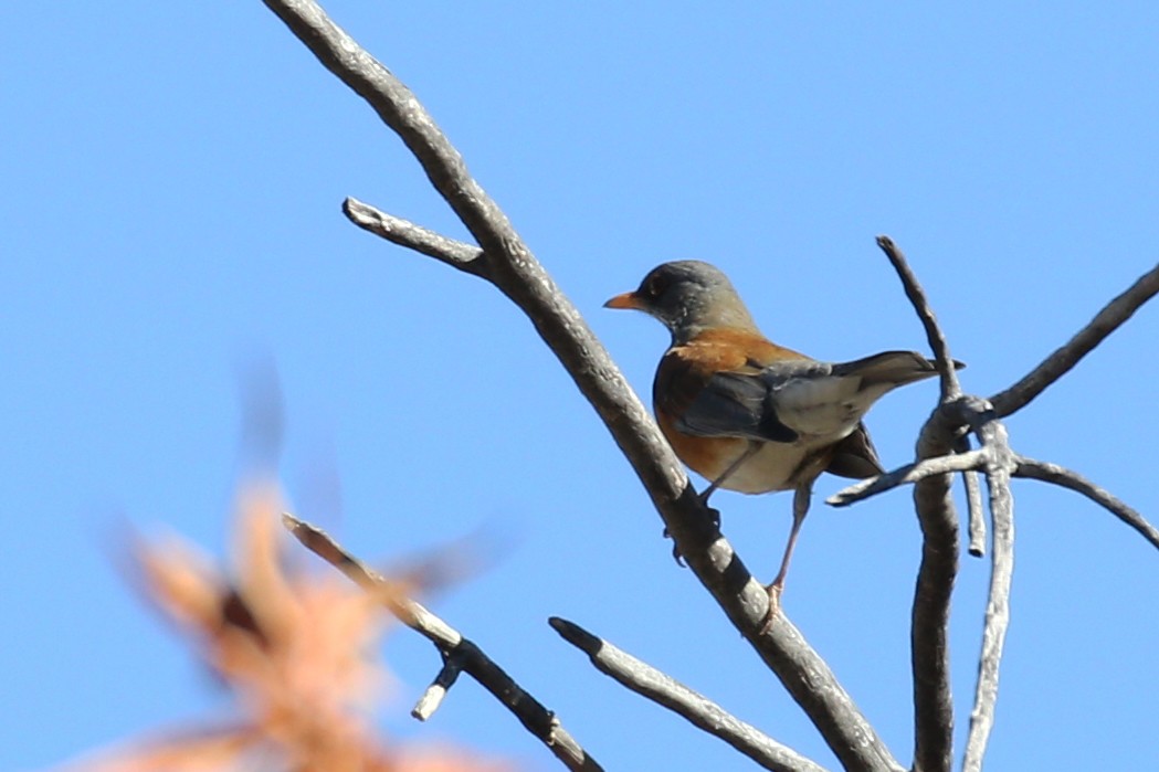 Rufous-backed Robin - ML620692060