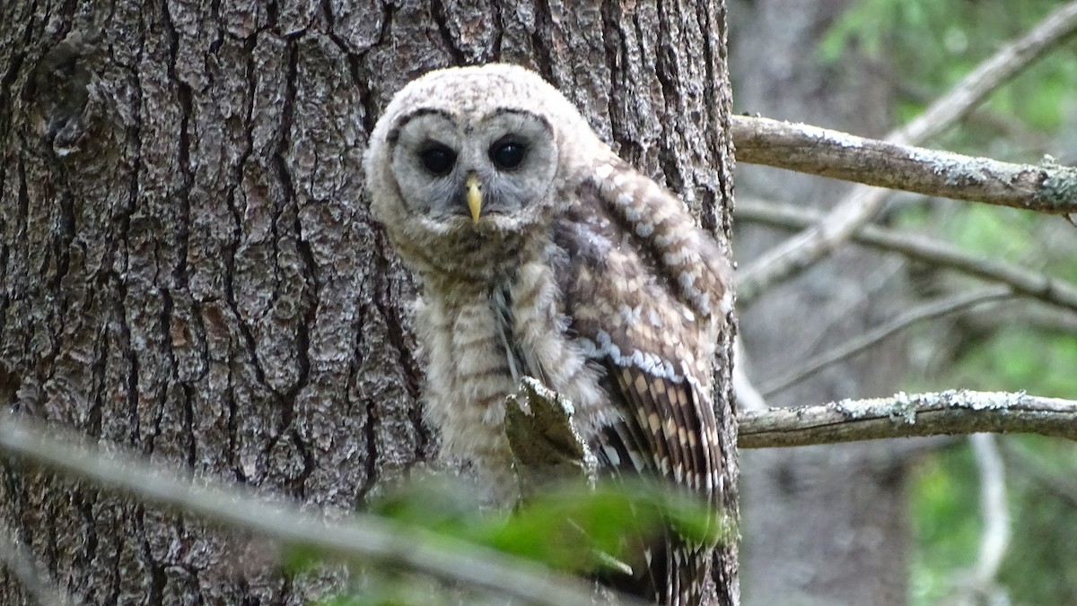 Barred Owl - ML620692061