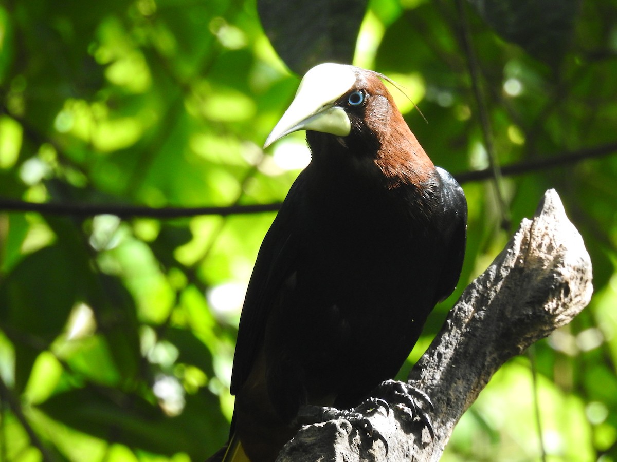 Chestnut-headed Oropendola - Coral Avilés Santiago