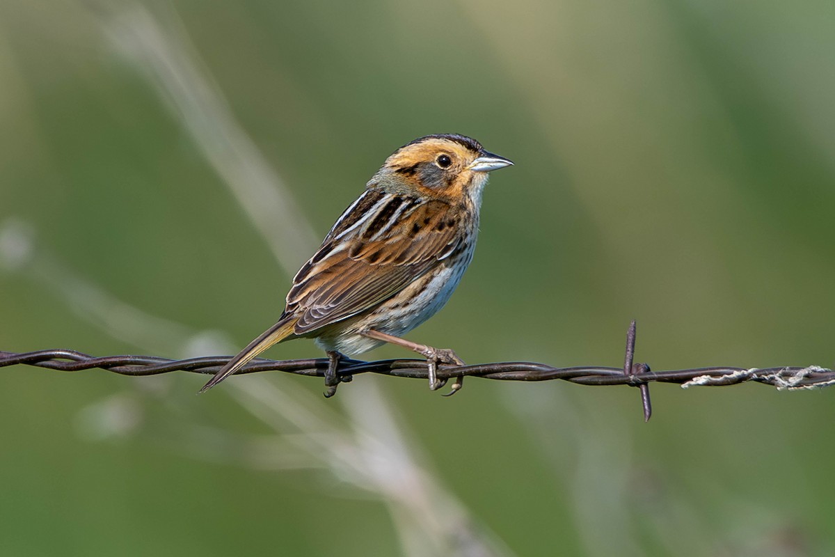 Nelson's Sparrow - ML620692070