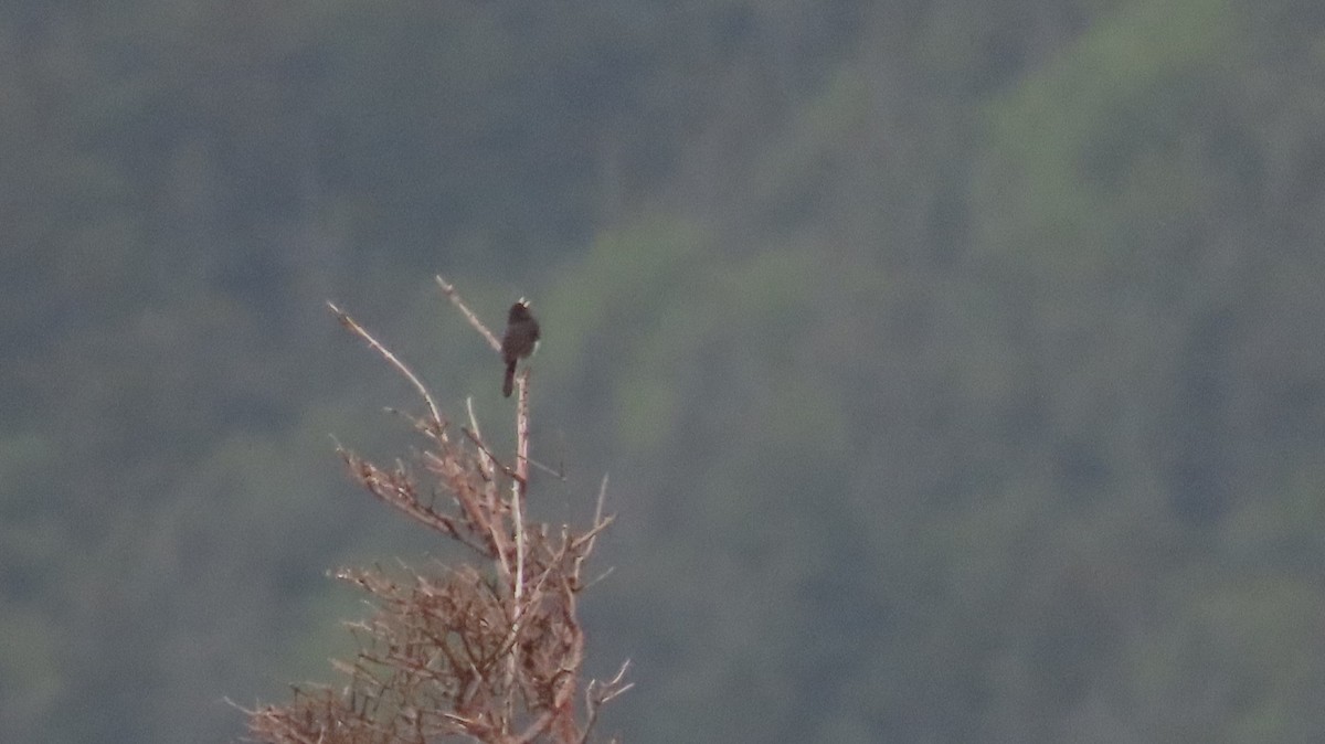 Junco ardoisé - ML620692071