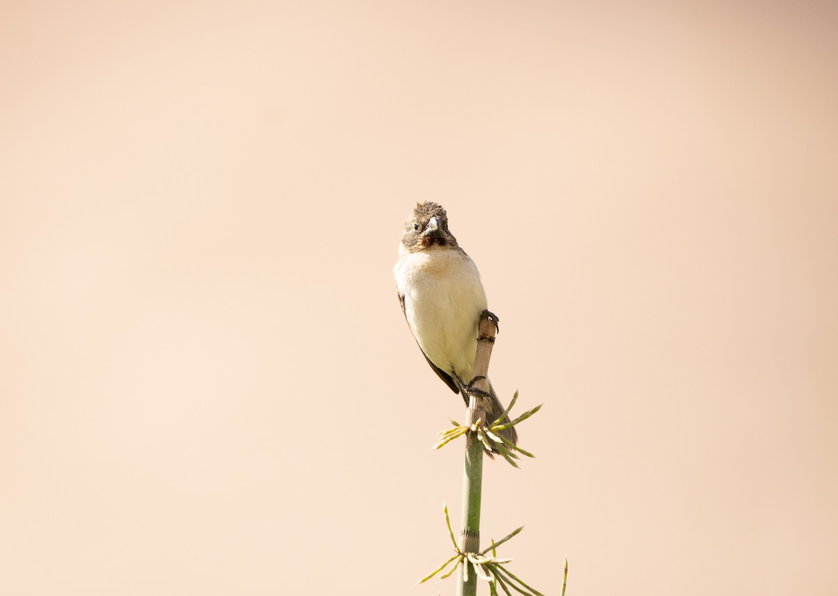 Chestnut-throated Seedeater - ML620692076