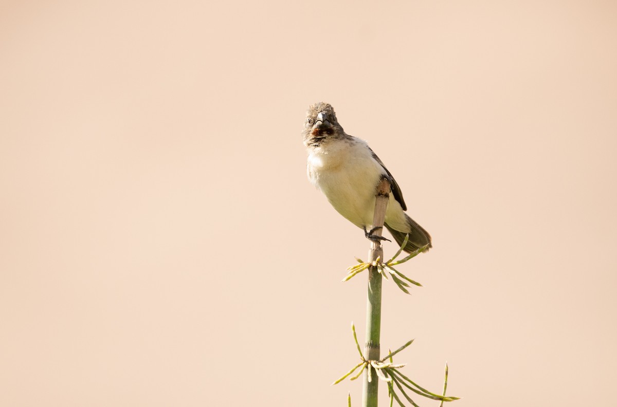 Chestnut-throated Seedeater - ML620692077