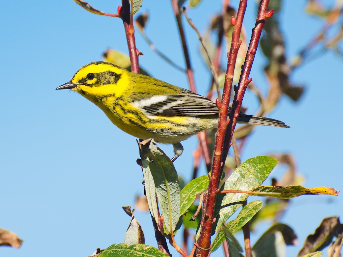 Townsend's Warbler - ML620692079