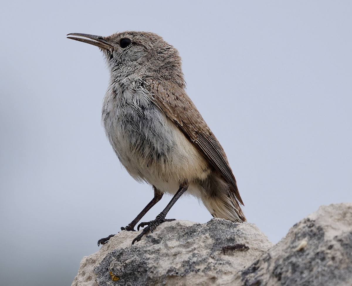 Rock Wren - ML620692080