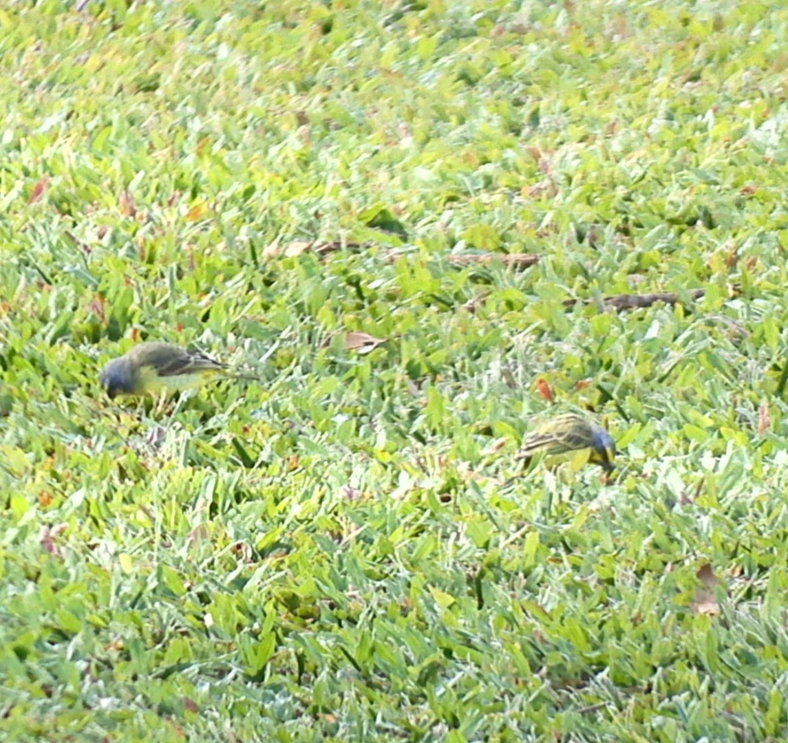 Yellow-fronted Canary - ML620692084