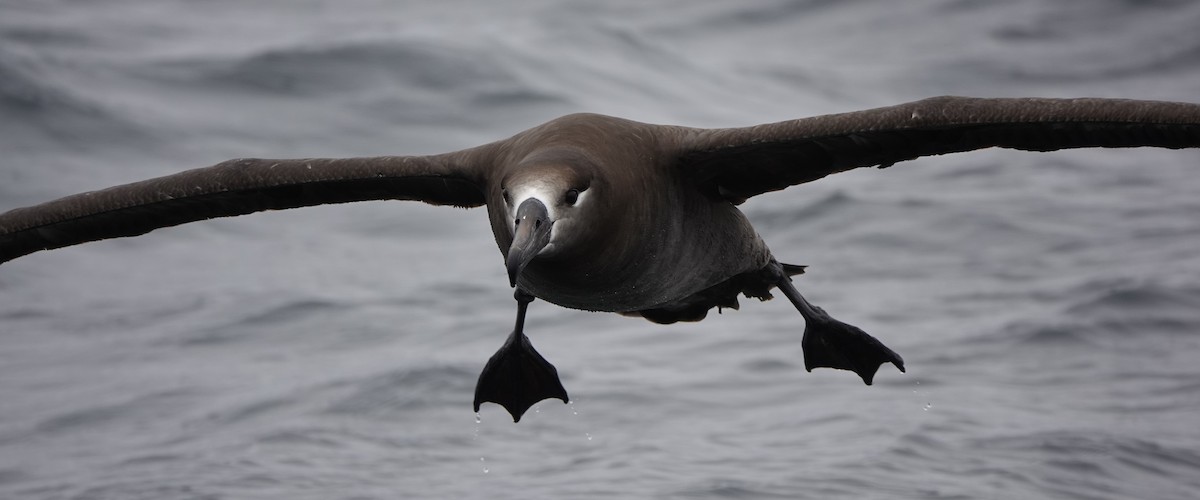 Albatros à pieds noirs - ML620692086