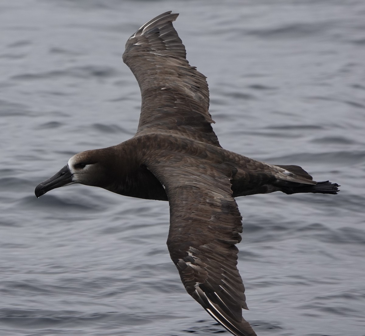 Albatros à pieds noirs - ML620692087