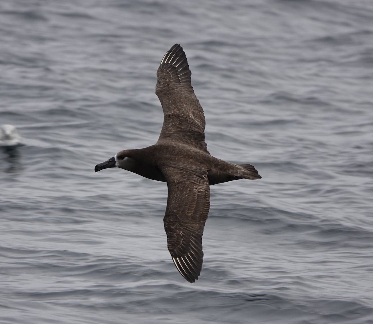 Albatros à pieds noirs - ML620692088