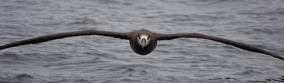 Albatros à pieds noirs - ML620692089