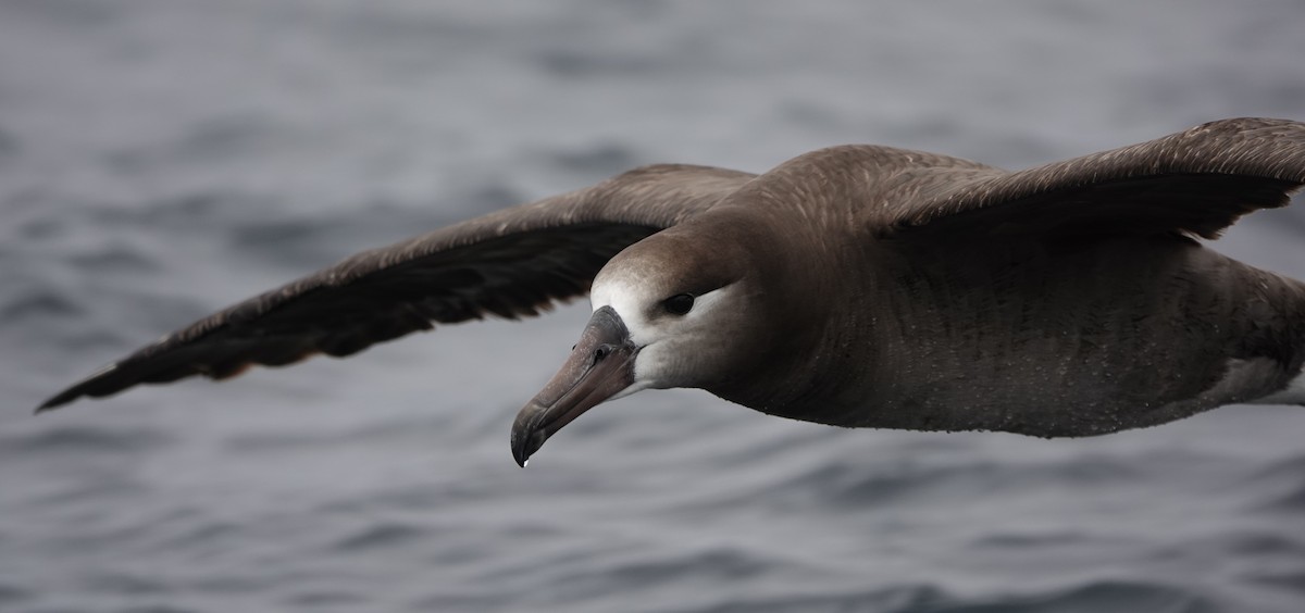 albatros černonohý - ML620692090