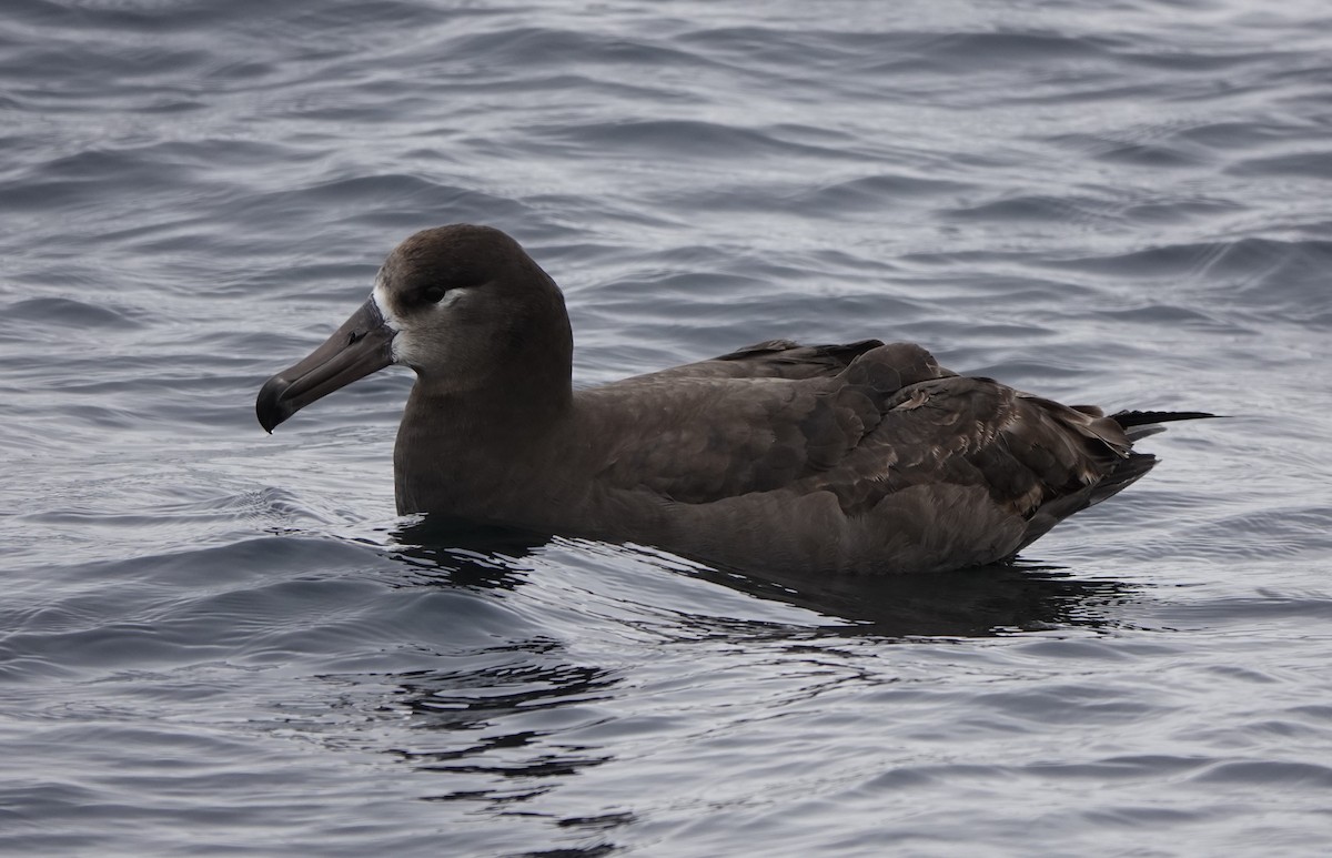 Albatros à pieds noirs - ML620692091