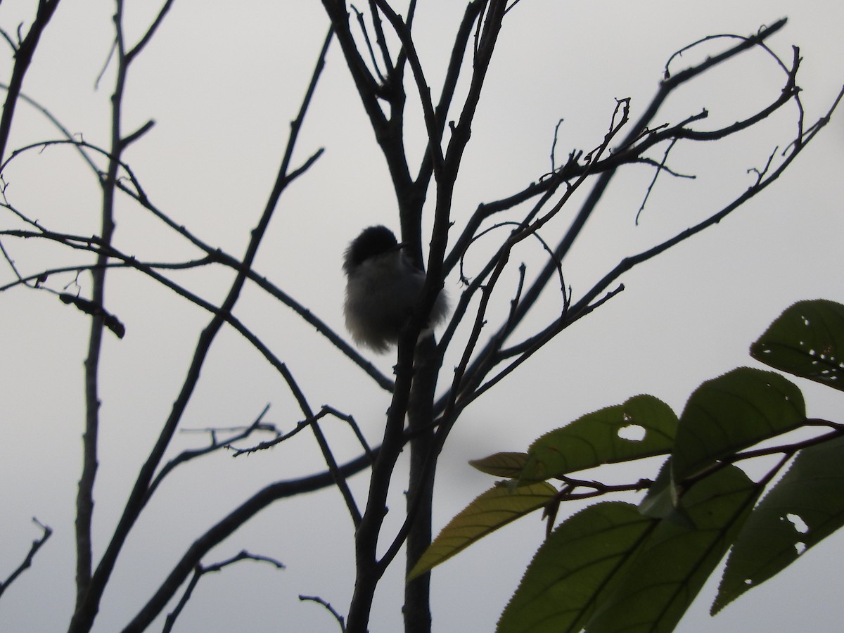 Tropical Gnatcatcher - ML620692092