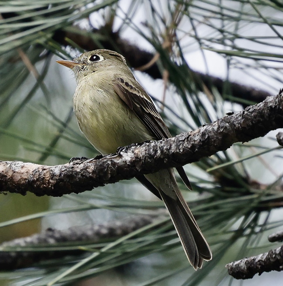 Western Flycatcher - ML620692094