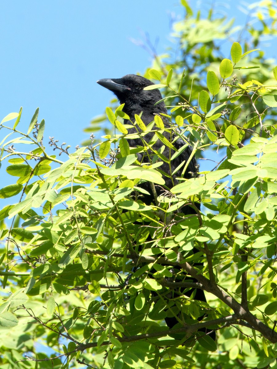 American Crow - ML620692095