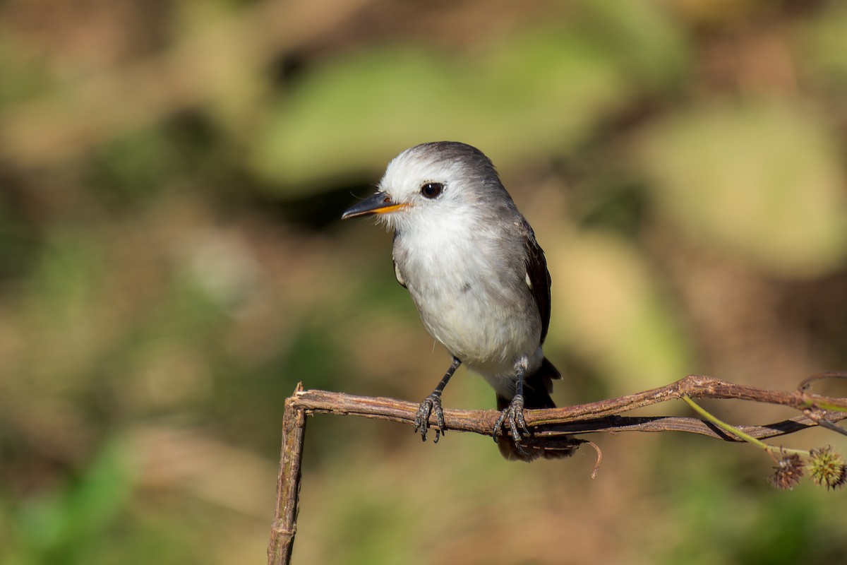 White-headed Marsh Tyrant - ML620692101