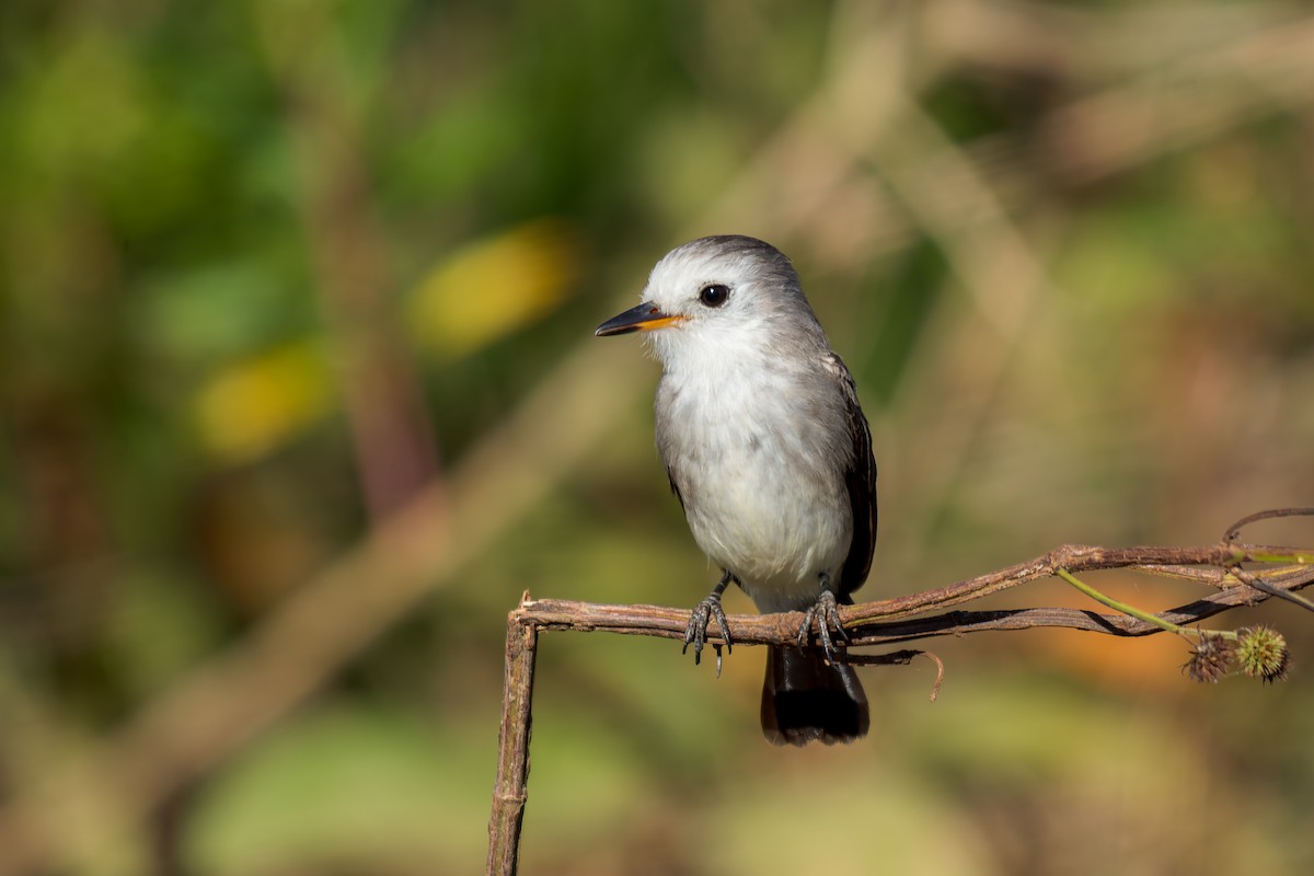 White-headed Marsh Tyrant - ML620692102