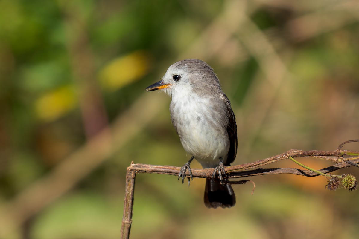 White-headed Marsh Tyrant - ML620692103