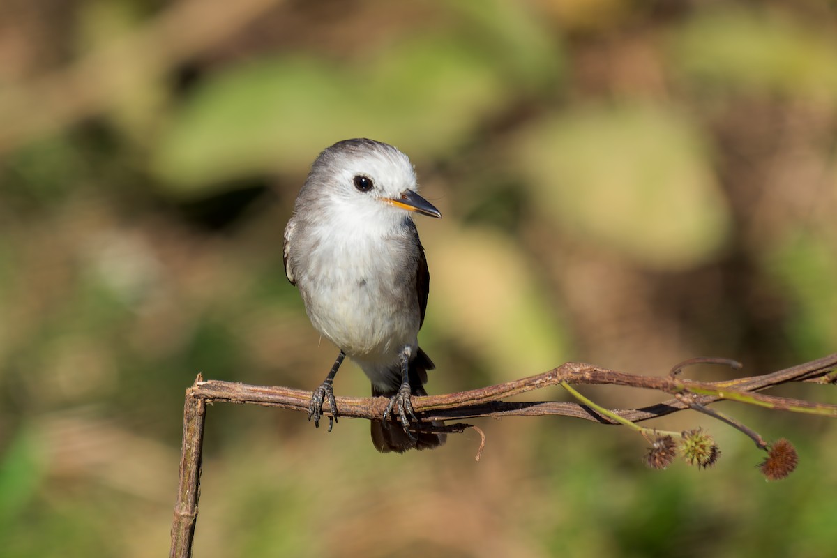 White-headed Marsh Tyrant - ML620692104