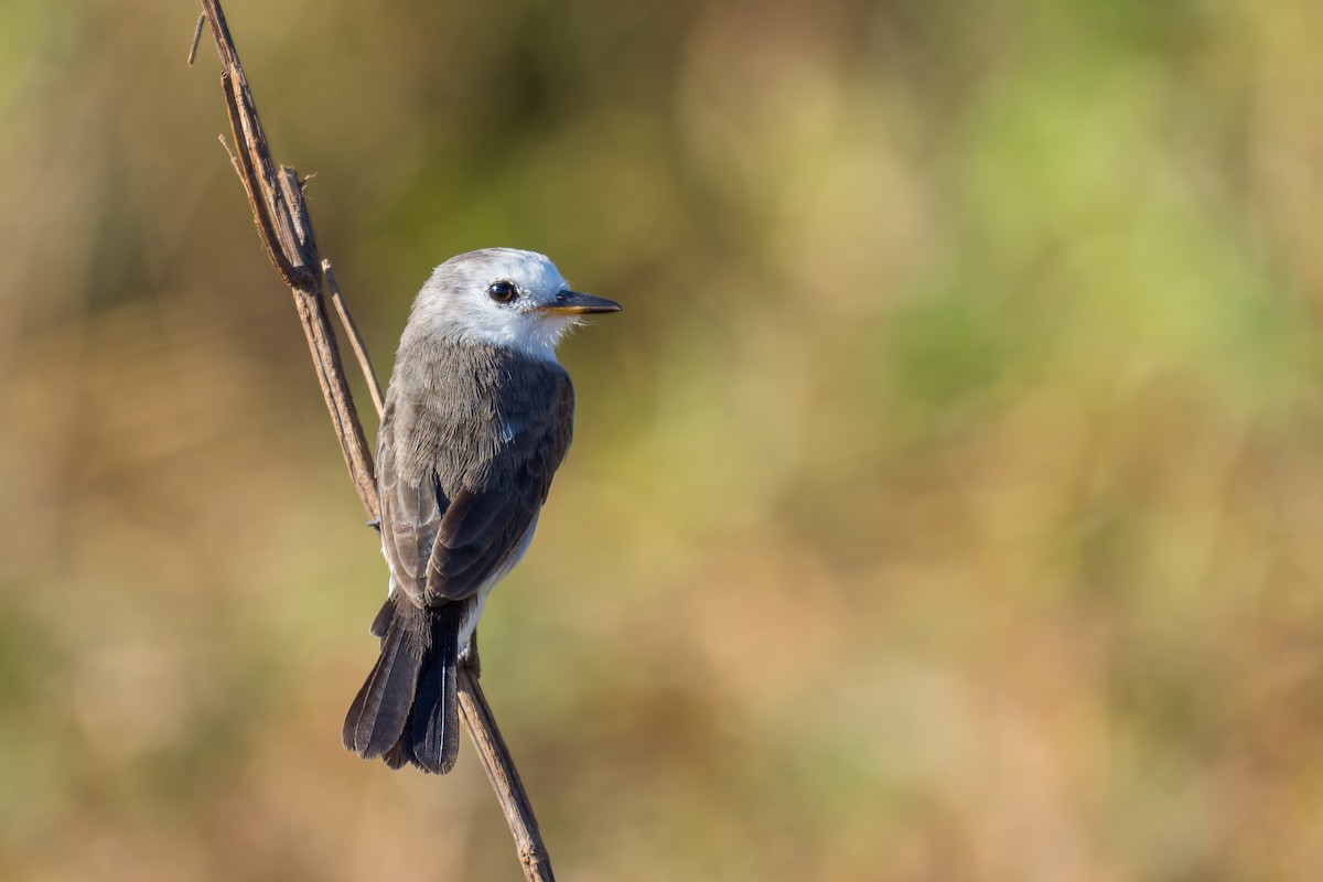 White-headed Marsh Tyrant - Marcelo  Telles