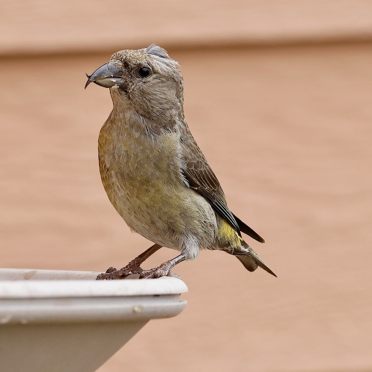 Red Crossbill - ML620692106