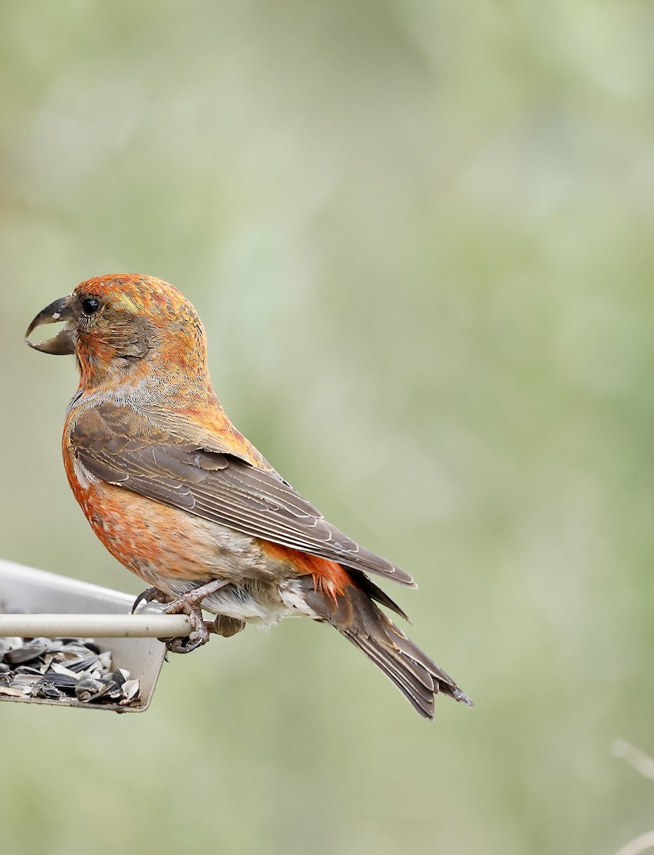 Red Crossbill - ML620692107