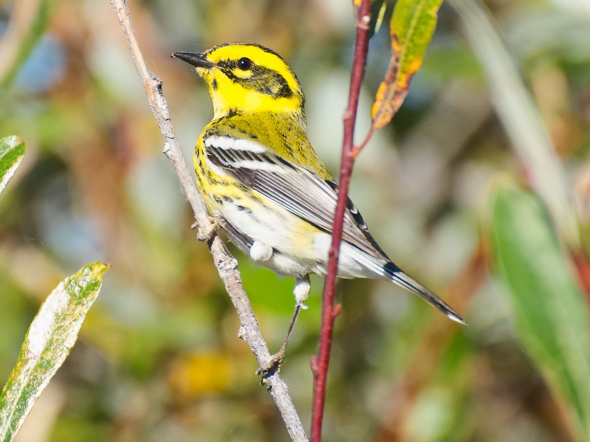 Townsend's Warbler - ML620692108