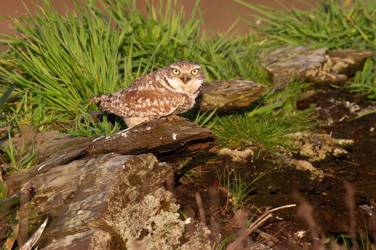Burrowing Owl - ML620692109