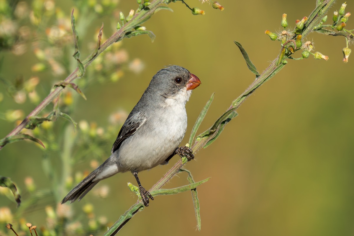 White-bellied Seedeater - ML620692111