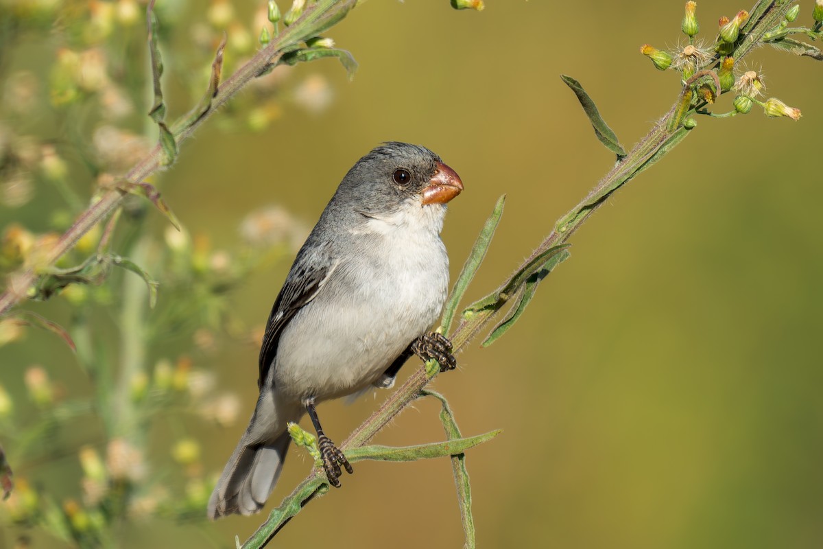 White-bellied Seedeater - ML620692112