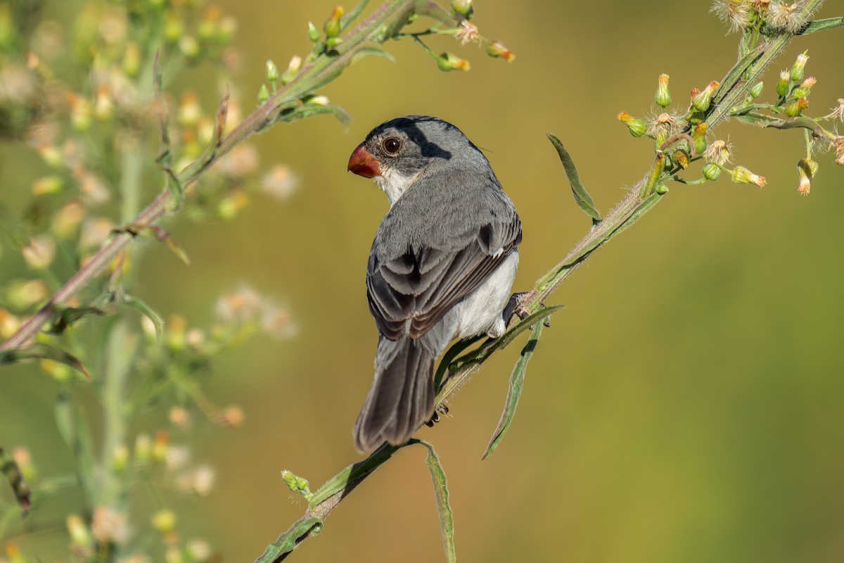 White-bellied Seedeater - ML620692113