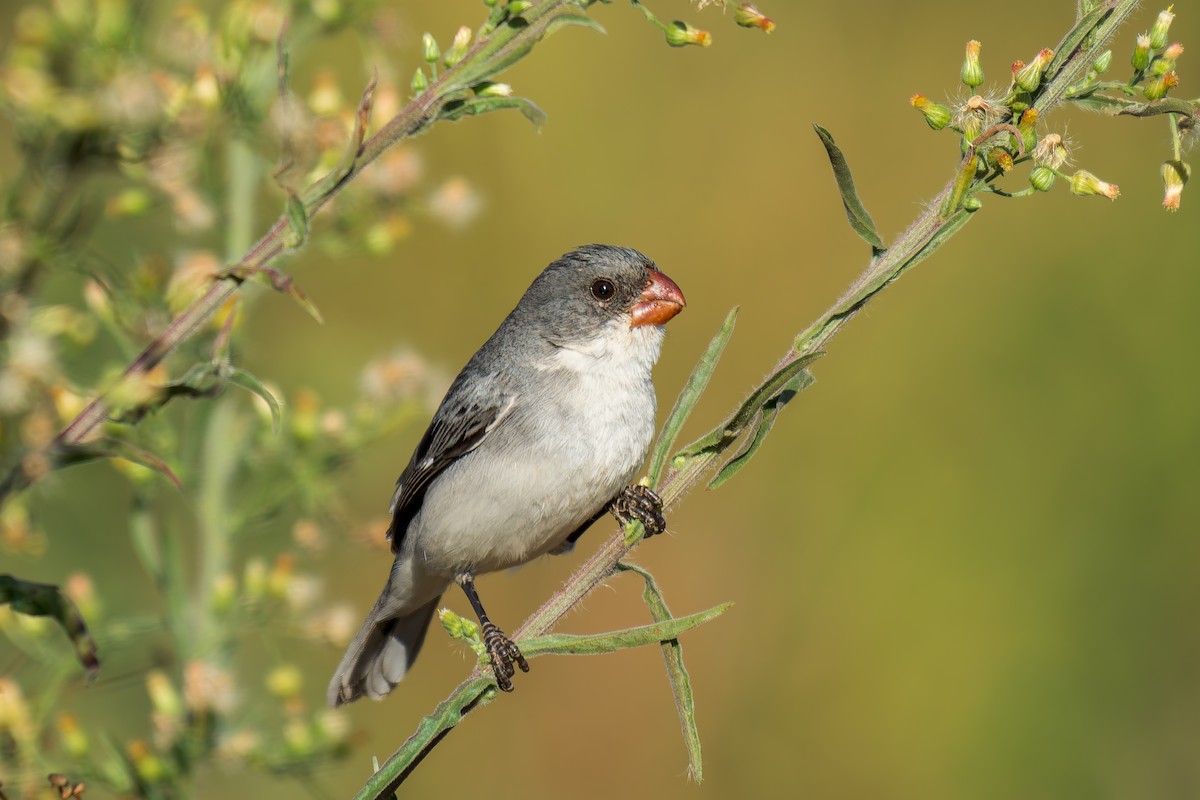 White-bellied Seedeater - ML620692114