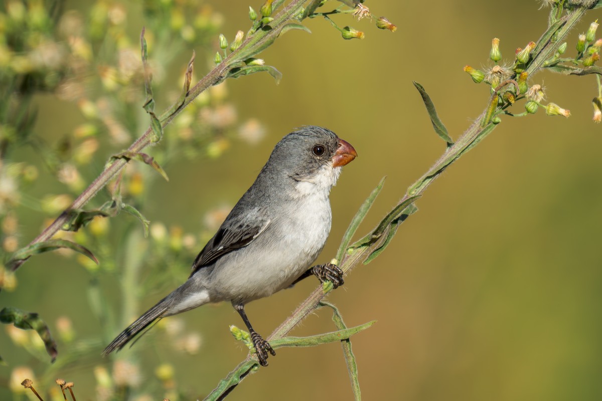 White-bellied Seedeater - ML620692115