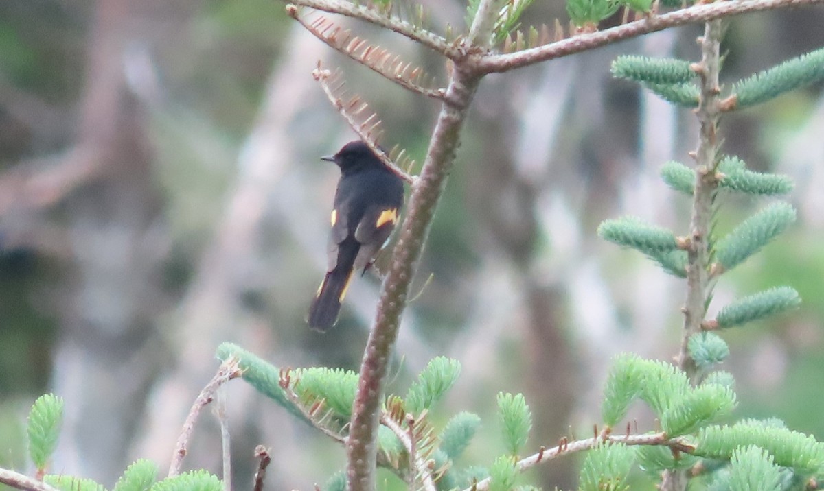 American Redstart - ML620692116