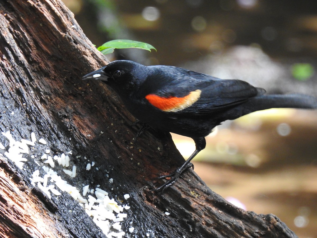 Red-winged Blackbird - ML620692118