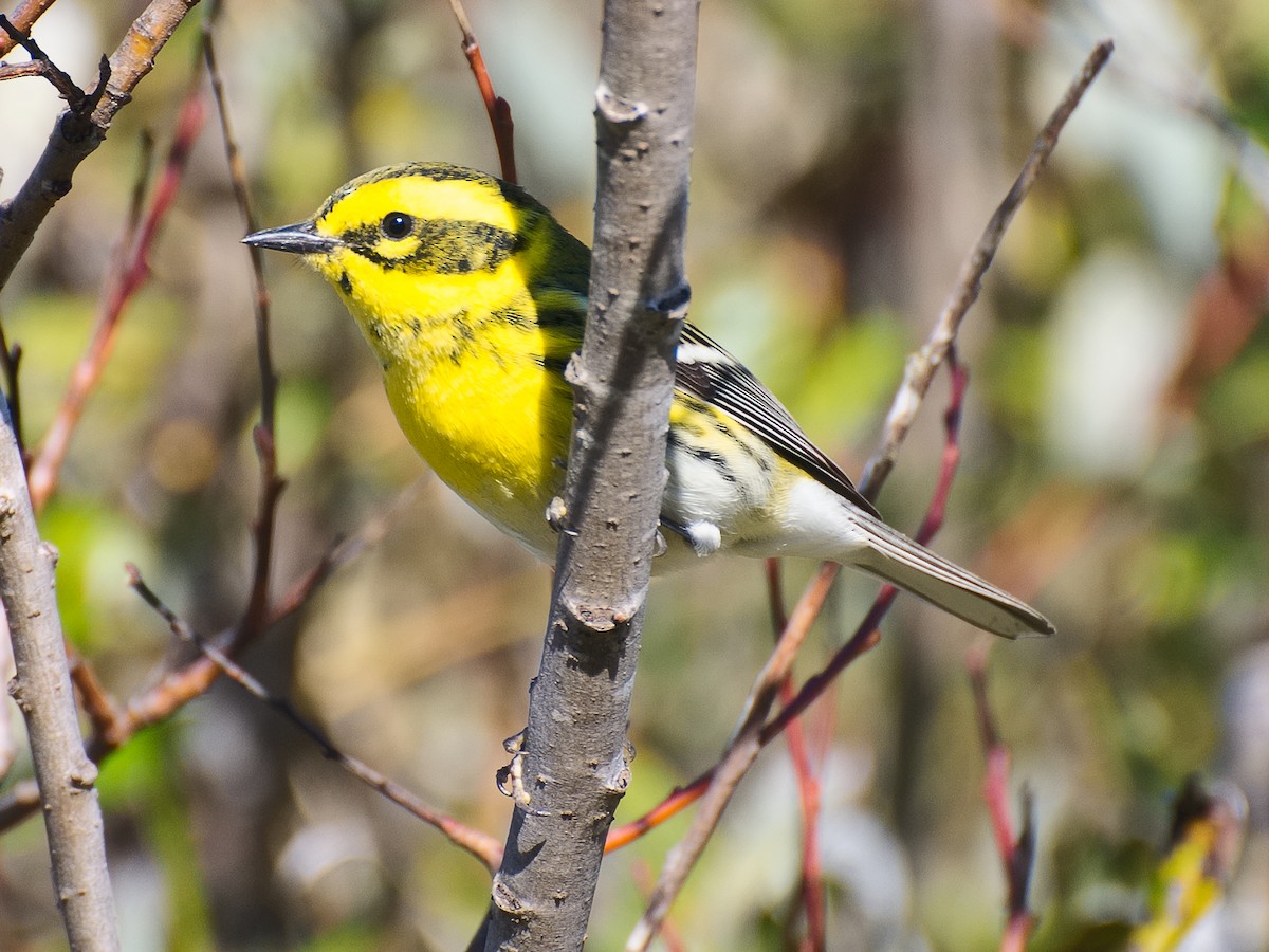 Townsend's Warbler - ML620692119