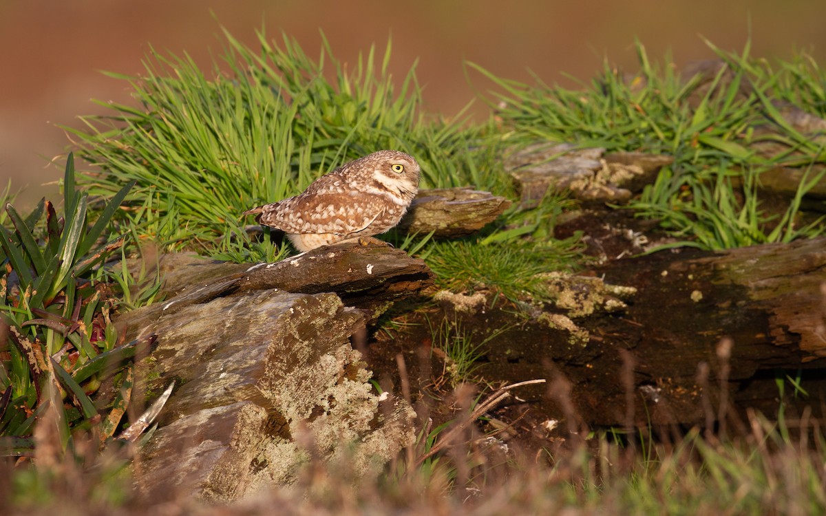 Burrowing Owl - Sasha Cahill