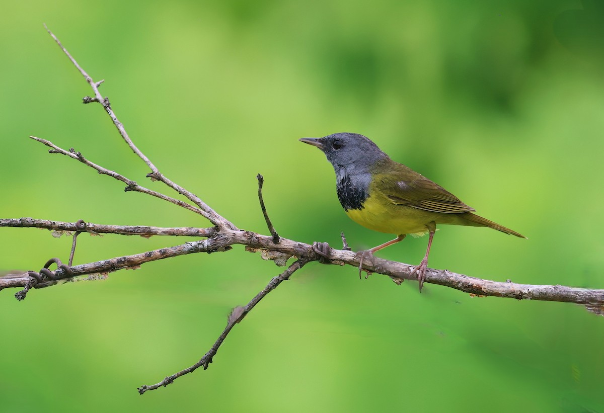 Mourning Warbler - Channa Jayasinghe