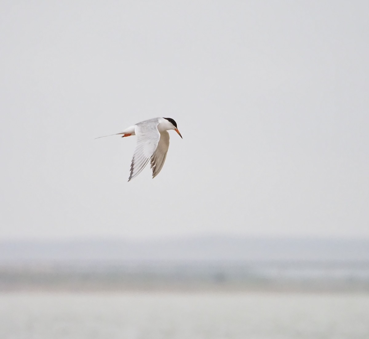 Forster's Tern - ML620692128