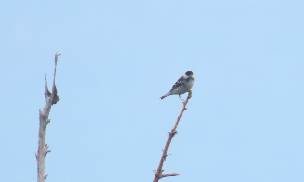 Blackpoll Warbler - ML620692129