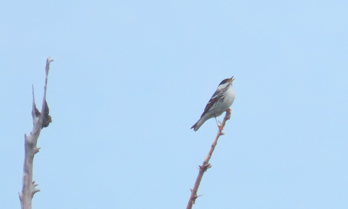 Blackpoll Warbler - Oliver  Komar