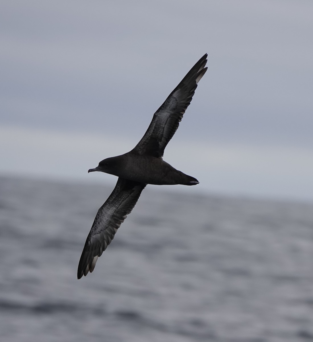 Sooty Shearwater - ML620692132