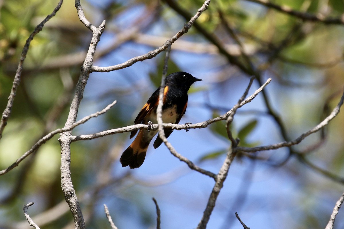 American Redstart - ML620692134