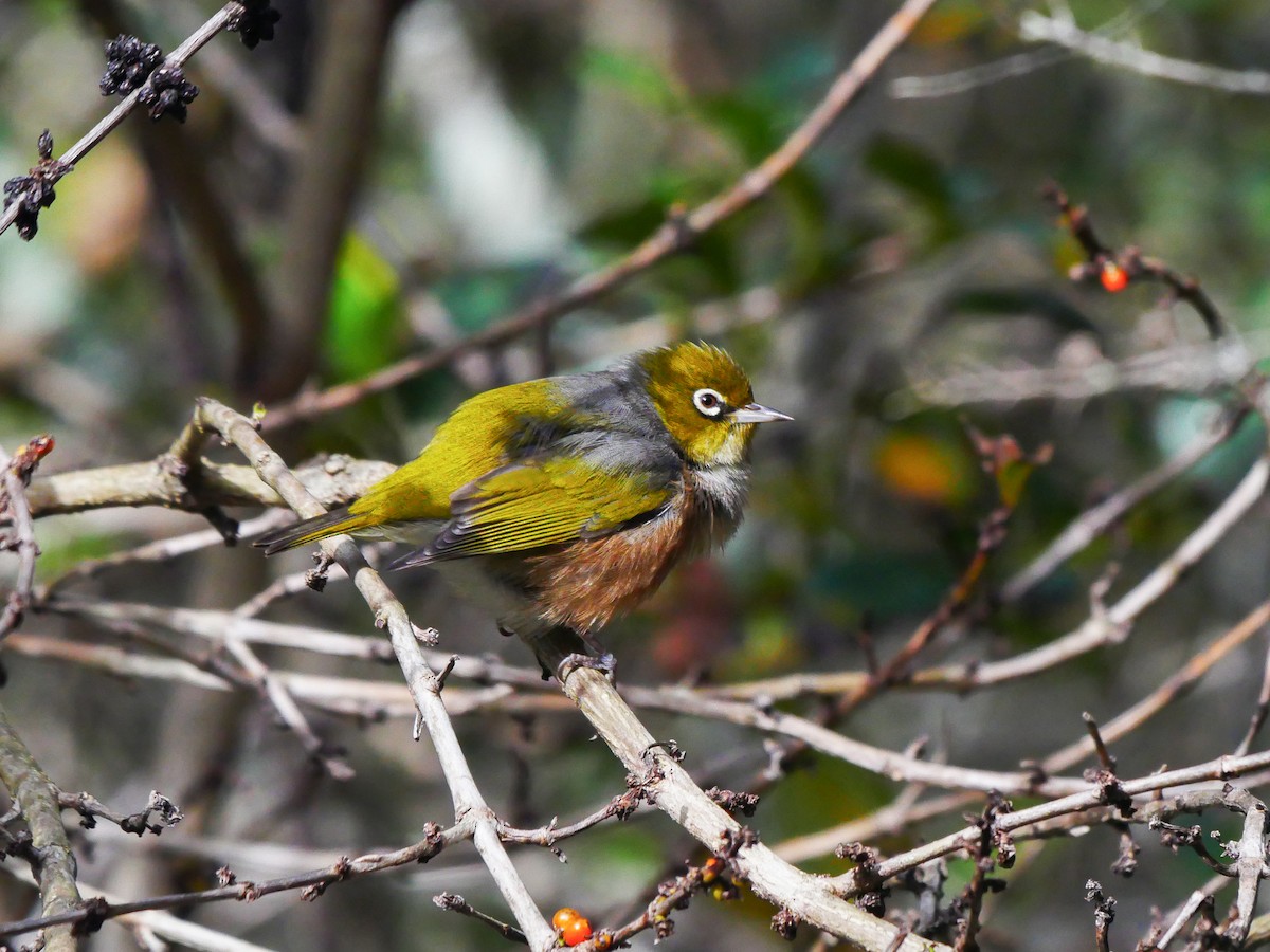 Silvereye - Mike Bickerdike