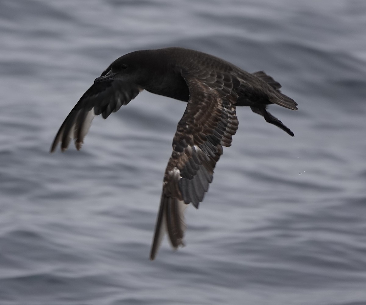 Short-tailed Shearwater - ML620692141