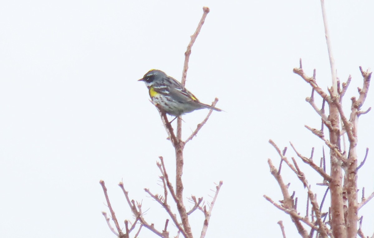 Пісняр-лісовик жовтогузий (підвид coronata) - ML620692146