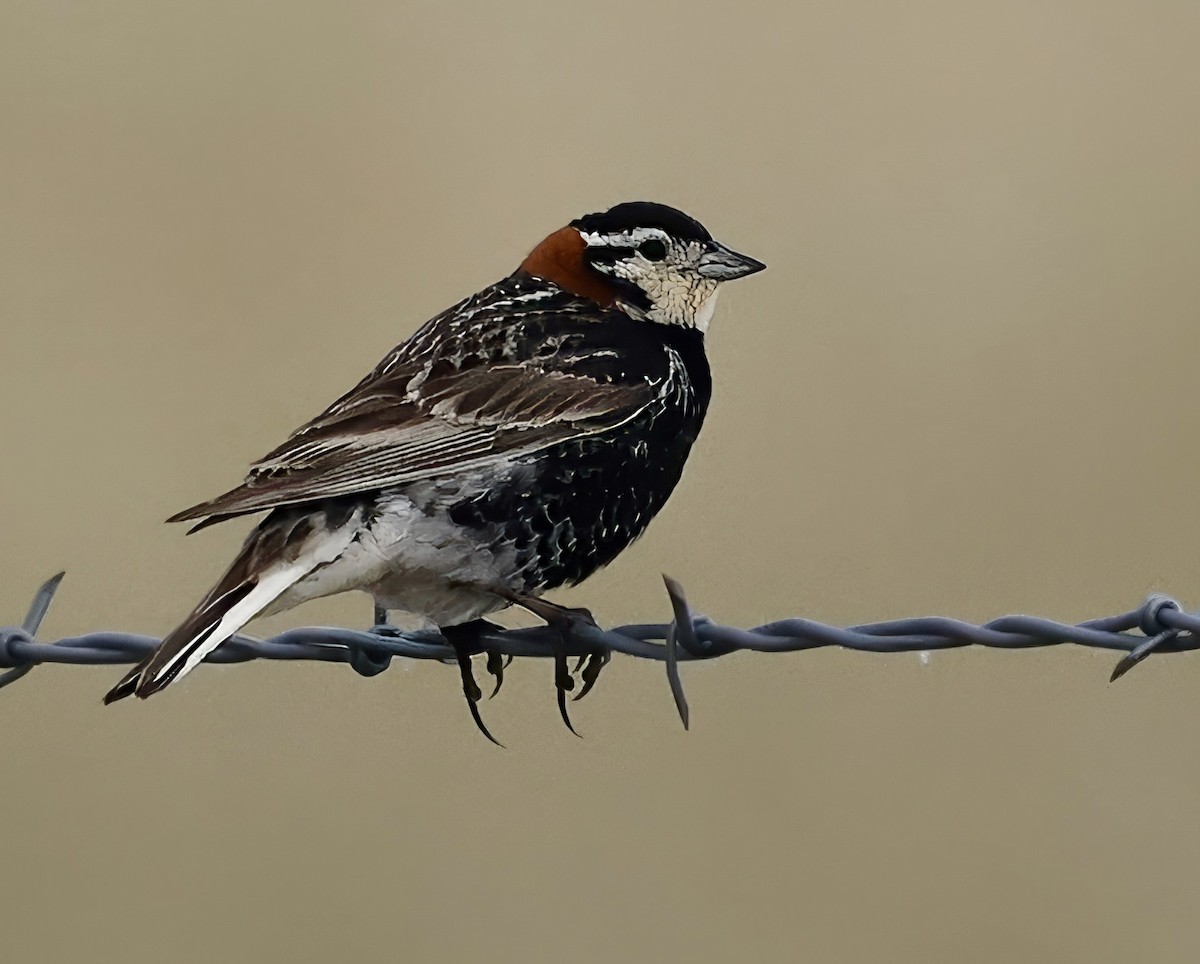 Chestnut-collared Longspur - ML620692148