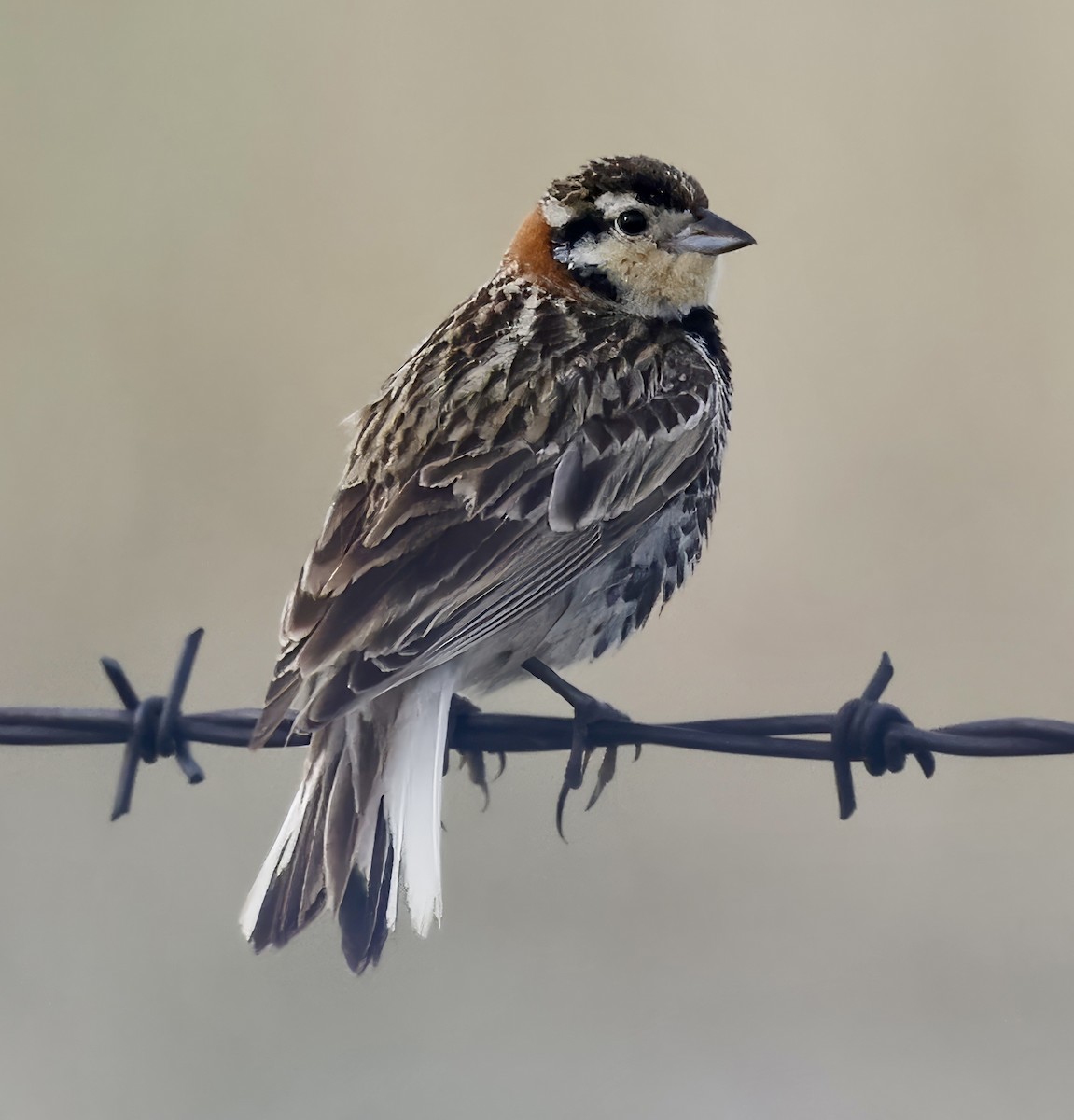 Chestnut-collared Longspur - ML620692149