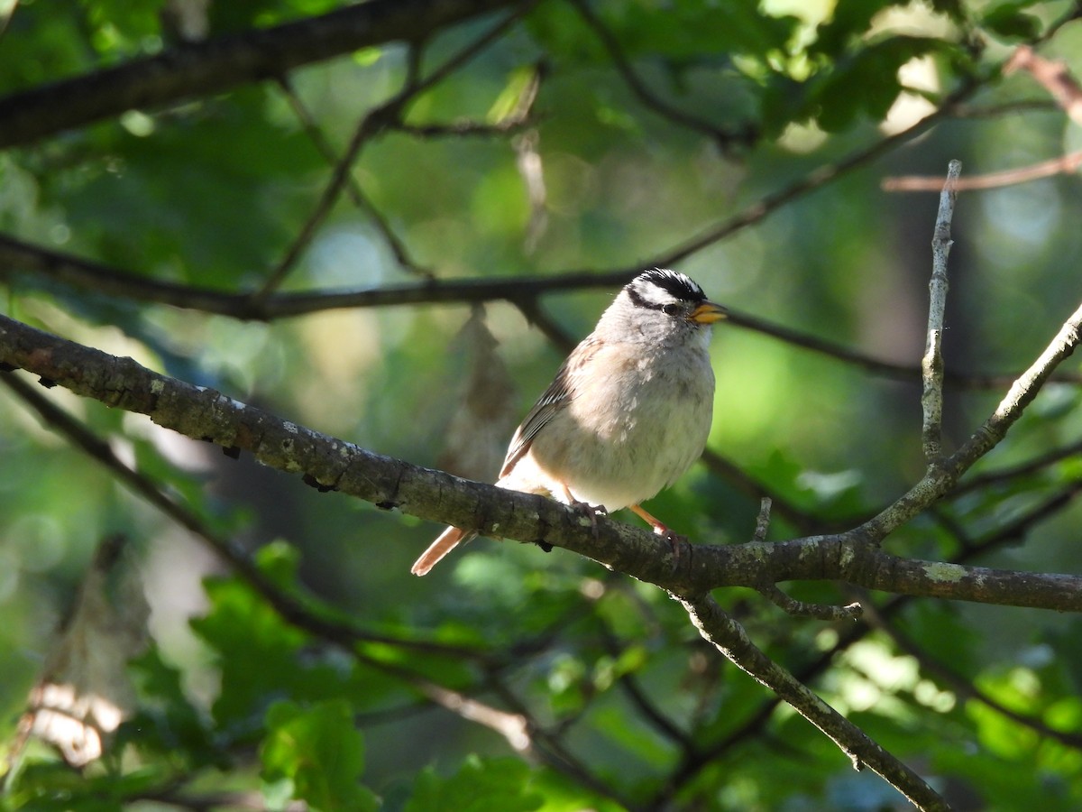 White-crowned Sparrow - ML620692150